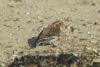 Snow Bunting at Southchurch Seafront (Richard Howard) (54827 bytes)